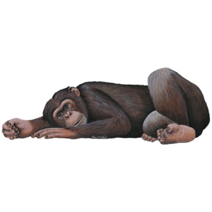 Samolepící dekorace Šimpanz