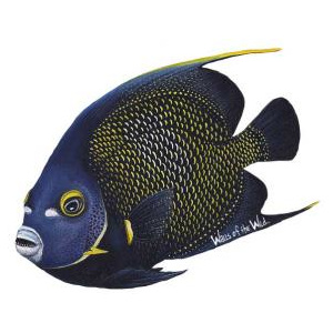Samolepící dekorace Mořská ryba