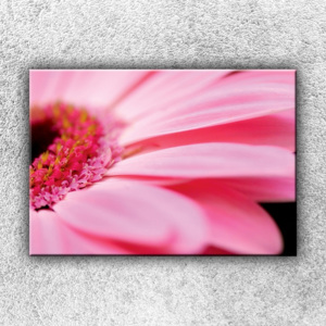 Růžová gerbera (50 x 35 cm) - Jednodílný obraz