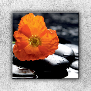 Oranžový květ na oblázku (70 x 70 cm) - Jednodílný obraz