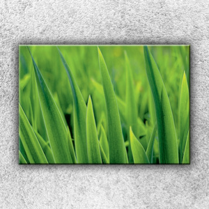 Stébla trávy 1 (50 x 35 cm) - Jednodílný obraz