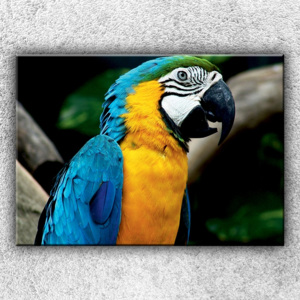 Modrý papoušek ara (70 x 50 cm) - Jednodílný obraz