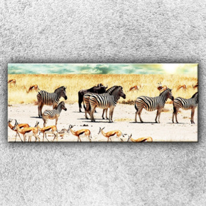 Zebry na safari (120 x 50 cm) - Jednodílný obraz