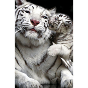 Plakát, Obraz - Tiger kiss, (61 x 61 cm)