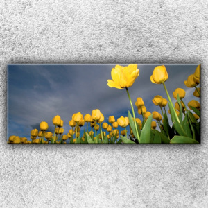 Pole žlutých tulipánů 1 (120 x 50 cm) - Jednodílný obraz