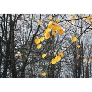 Fototapety podzim