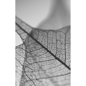 Obraz Black&White Microscope, 45 x 70 cm
