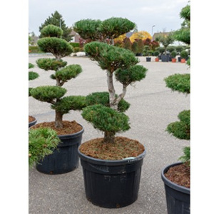 Pinus Cembra 65x175cm - Do exteriéru