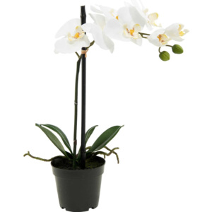 FLORISTA Orchidej v květináči 35 cm - krémová