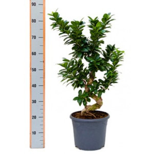 Ficus microcarpa compacta 26x60cm - Firemní rozvoz po Praze