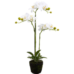 FLORISTA Orchidej v květináči 75 cm - krémová