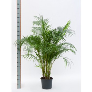 Areca Lutescens (chrysalidocarpus) 29x150cm