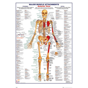 Plakát, Obraz - Lidské tělo - Major Muscle Attachments Anterior, (61 x 91,5 cm)