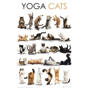 Plakát Yoga - cats 61x91,5 cm
