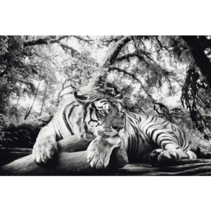 Plakát Tiger watching you 61x91,5 cm