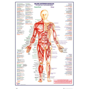 Plakát, Obraz - Lidské tělo - Major Anterior Muscles, (61 x 91,5 cm)