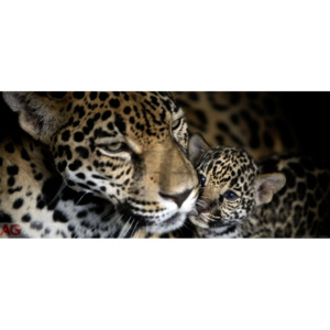 Vliesová fototapeta AG Leopard FTNH-2709 | 202x90 cm