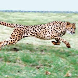 Vliesová fototapeta Dimex Gepard L-216 | 220x220 cm