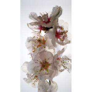 Dekorační foto závěs Květiny FCPL6506, rozměry 140 x 245 cm