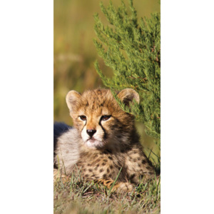 Vliesová fototapeta Dimex Gepard v trávě S-174 | 110x220 cm