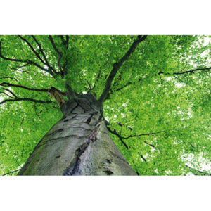 Vliesová fototapeta Dimex Koruna stromu XL-521 | 330x220 cm