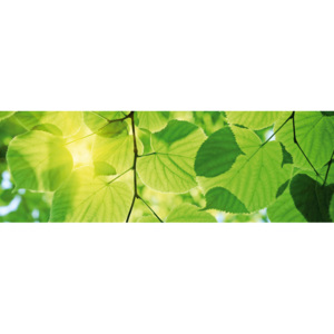 Vliesová fototapeta Dimex Zelené listy M-429 | 330x110 cm