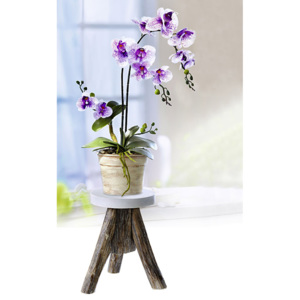 Orchidej v květináči