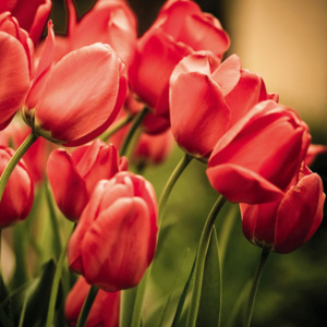 Vliesová fototapeta Dimex Červené tulipány L-468 | 220x220 cm