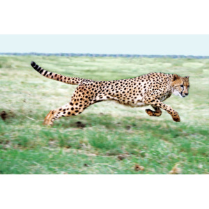 Vliesová fototapeta Dimex Gepard XL-217 | 330x220 cm