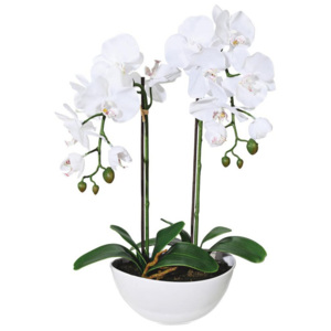 Orchidea 305101mb-00 21/50 cm