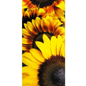 FL-85-005 Samolepicí fototapety na podlahu Slunečnice | 85 x 170 cm | hnědá, žlutá