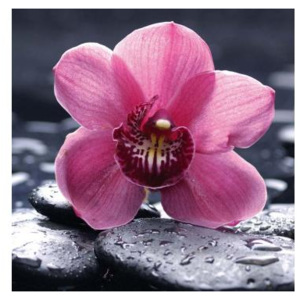 FL-170-020 Samolepicí fototapety na podlahu Orchidej | 170 x 170 cm | černá, červená, růžová