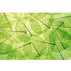 XL-526 Vliesové fototapety na zeď Žilky listů | 330 x 220 cm | zelená