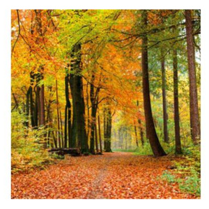 DIMEX L-538 Vliesové fototapety na zeď Podzimní les | 220 x 220 cm hnědá, zelená, oranžová vliesová fototapeta na stěnu