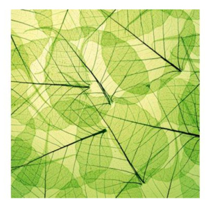 L-548 Vliesové fototapety na zeď Žilky listů | 220 x 220 cm | zelená