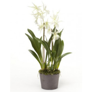 Umělá Orchidej Oncidium White 2 st. 75cm - Výprodej