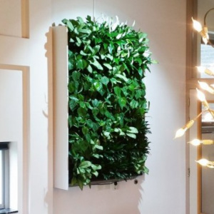 Živá zelená stěna kompletní set 50x75cm