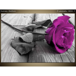 Tištěný obraz Fialová růže na molu 1803A_1T (Různé varianty)