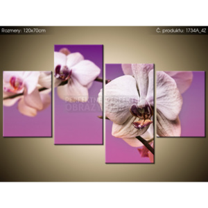 Tištěný obraz Tajemná bílá orchidej 120x70cm 1734A_4Z (Různé varianty)