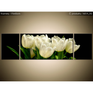 Tištěný obraz Bílé tulipány - Mark Freeth 170x50cm 1601A_3G (Různé varianty)
