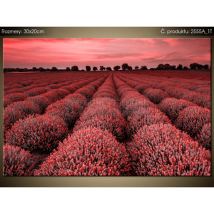 Tištěný obraz Červená levandulová země 2555A_1T (Různé varianty)