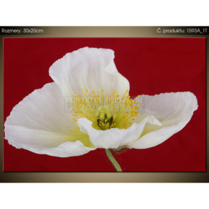 Tištěný obraz Bílý květ - Nina Mathews 1593A_1T (Různé varianty)