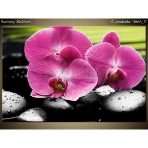 Tištěný obraz Orchidej na kamenech 1866A_1T (Různé varianty)