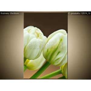 Tištěný obraz Okouzlující bílé tulipány 1257A_1S (Různé varianty)