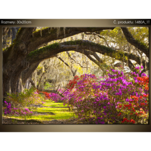 Tištěný obraz Silné duby a květiny 1480A_1T (Různé varianty)