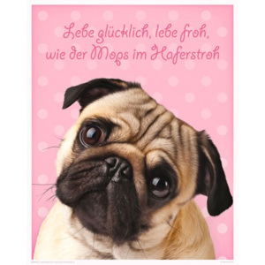 Plakát Pug - Happy Dog