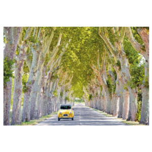 Plakát Avenue Of Trees - Old Citroen