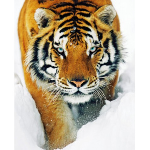 Plakát Siberian Tiger in the Snow