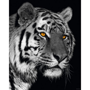 Plakát Siberian Tiger