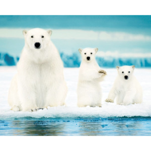 Plakát Polar Bears Family